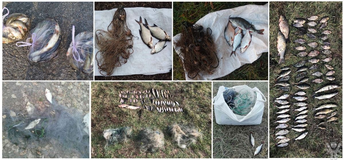 На Чернігівщині протягом тижня вилучено 68 кг незаконно добутої риби