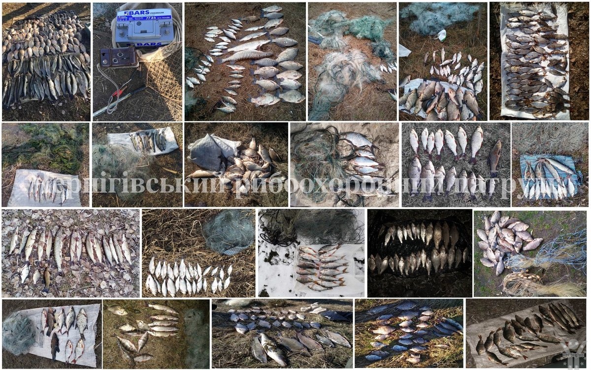 На Чернігівщині у березні вилучено майже 350 кг незаконно добутої риби та понад 6 км сіток