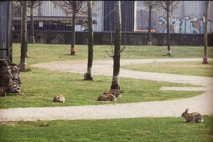 Карантин. В парках Мілана вільно бігають дикі зайці
