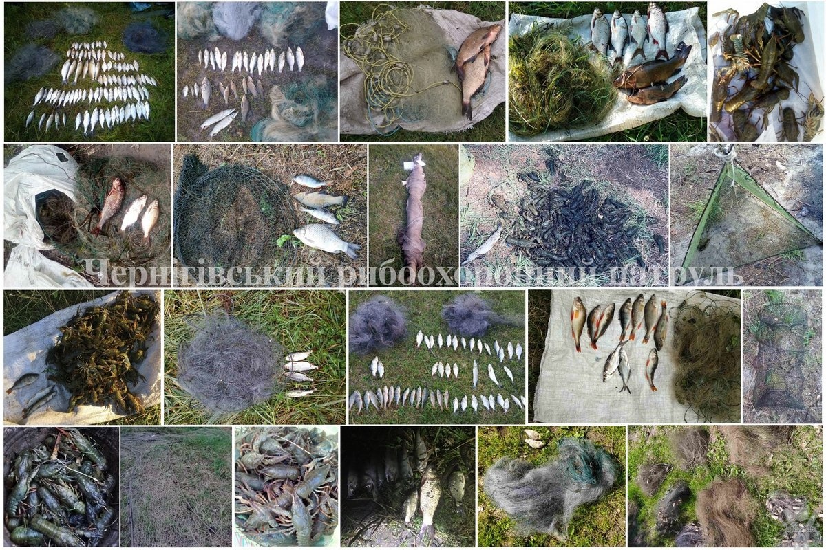 На Чернігівщині протягом липня зафіксовано 118 порушень Правил рибальства, вилучено 118 кг незаконно добутої риби та понад 3 км сіток