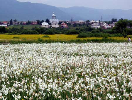 Єдина у Європі Долина нарцисів знову цвіте на Закарпатті. Фото