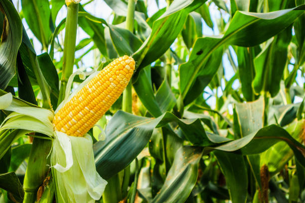 Вибір насіння кукурудзи - Які параметри важливі для гарного врожаю