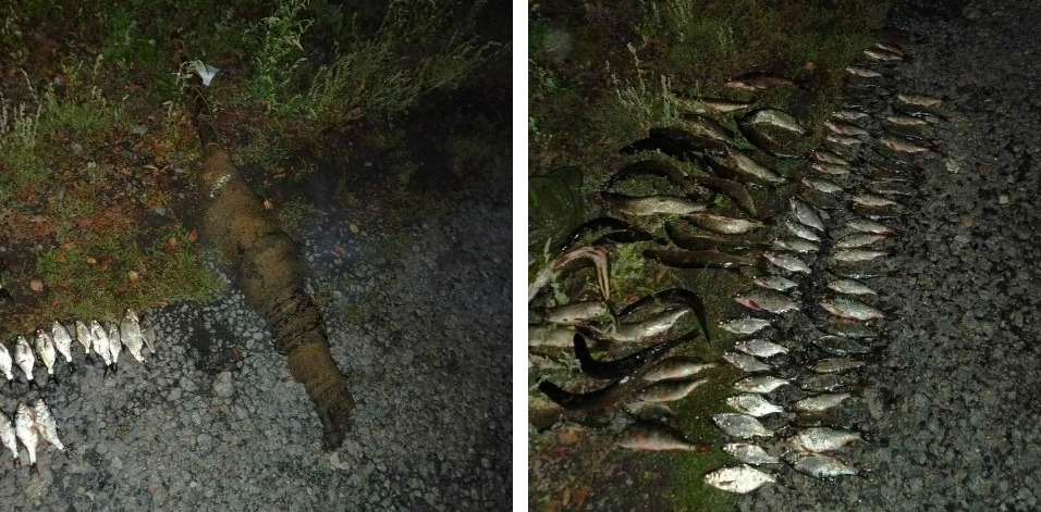 На Чернігівщині браконьєри бреднем незаконно наловили риби на понад 188 тис.грн