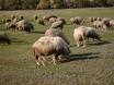 Закарпаття. Румунський вівчар перегнав на українські пасовиська 200 овець