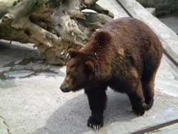 У Миколаївському зоопарку ведмеді роздерли чоловіка. Фото