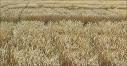 У Харківській області вогнем знищено 30 га пшениці