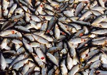Київська область. У ставках басейну річки Роська виявлено масову загибель риби
