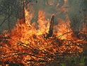 На Чернігівщині горить хвойний ліс на площі близько 350 га