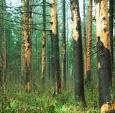 Донецькі ліси уражені шкідниками та хворобами