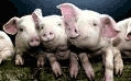 Російських свиней в Україні заборонили