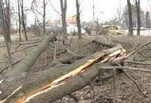 У Києві в сквері ім. В.Стуса вночі зрубали більше ста дерев