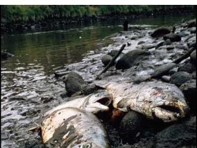 Масова загибель риби зафіксована в річці Золотоношка Черкаської області