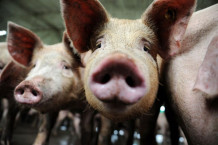 Для боротьби зі свинячим грипом на Закарпатті свиням дають горілку