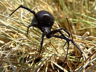 У Херсонській області троє людей постраждали від укусів отруйних павуків - каракуртів