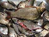 Масову загибель риби виявлено на Житомирщині
