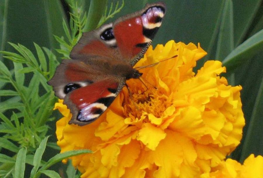 Дивовижні метелики – символи душі й безсмертя. Фото