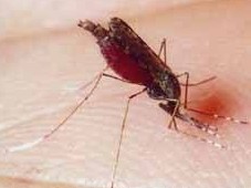 У Кіровограді зафіксований шостий випадок з підозрою на тропічну малярію