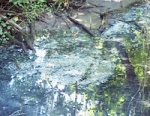 Річка Удай на Полтавщині потерпає від нечистот