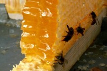 Чернігівські прикордонники затримали контрабандистів, які везли в Росію понад 1 тонну меду