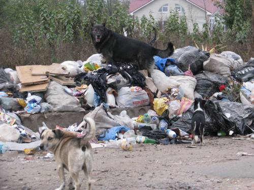 У Тернополі 10-й день не вивозиться сміття, бо селяни перекрили дорогу на звалище